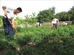 Young volunteers help develop Bach Long Vy island - ảnh 1